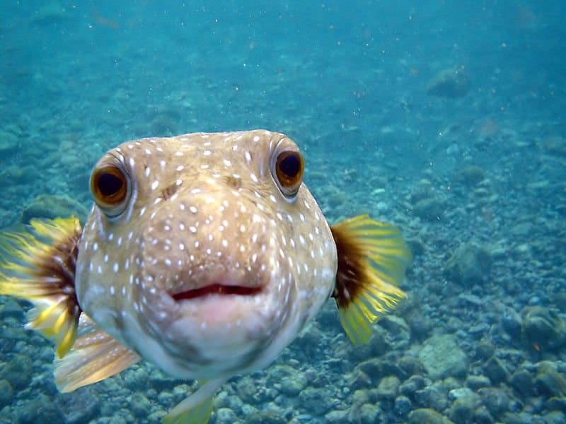 Pesce palla che nuota in acque libere