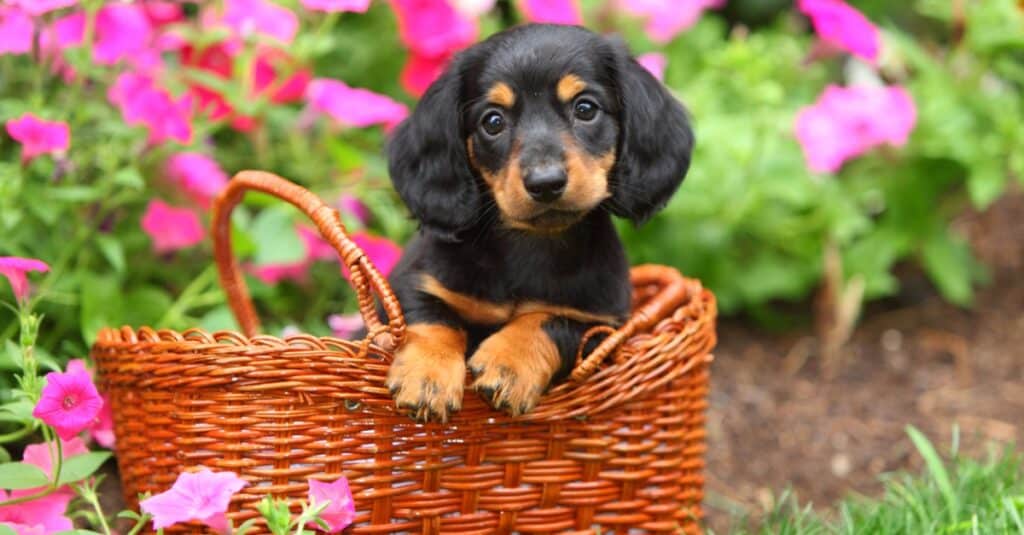 Cucciolo di bassotto tedesco in un cesto