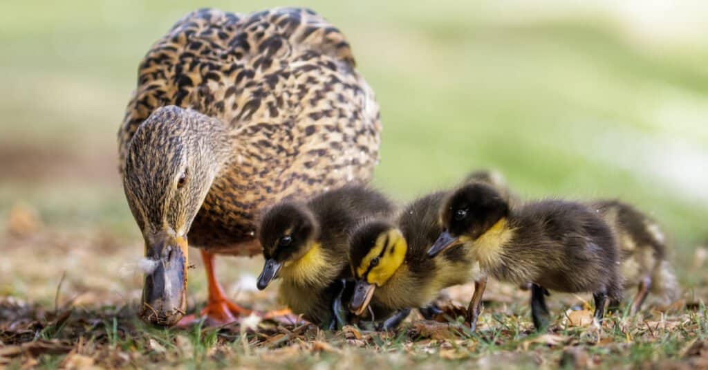 Cosa mangiano gli anatroccoli: mamma e anatre