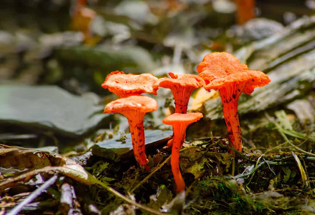Cantharellus cinnabarinus o finferli rossi che crescono dal suolo della foresta