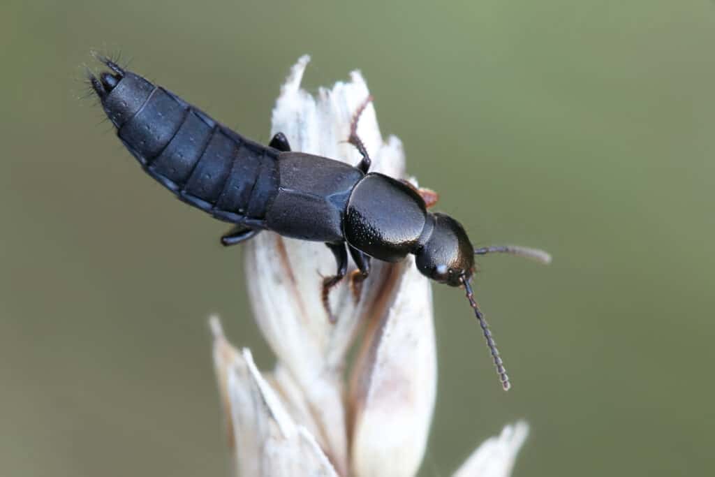 Scarabeo vagabondo