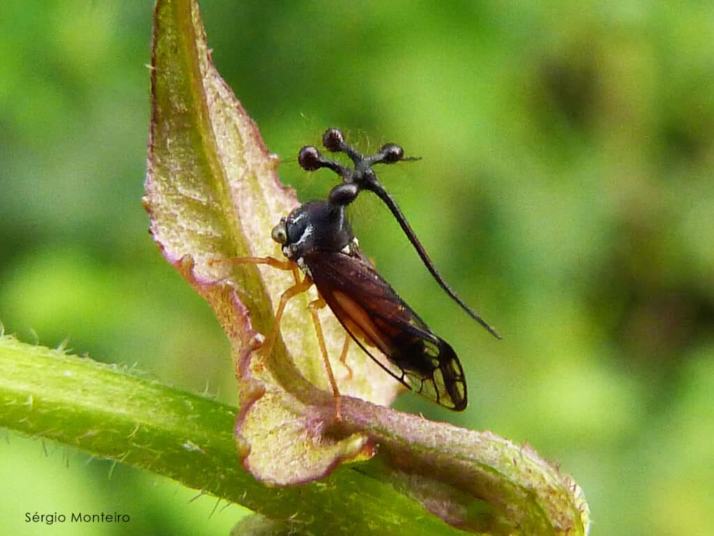 Treehopper brasiliano