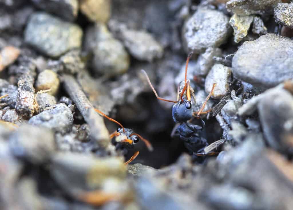 Jack Jumper formiche in Tasmania