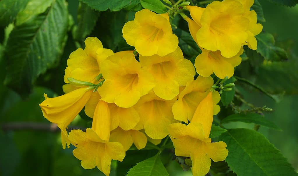Esperanza, campanelle gialle (Tecoma stans)