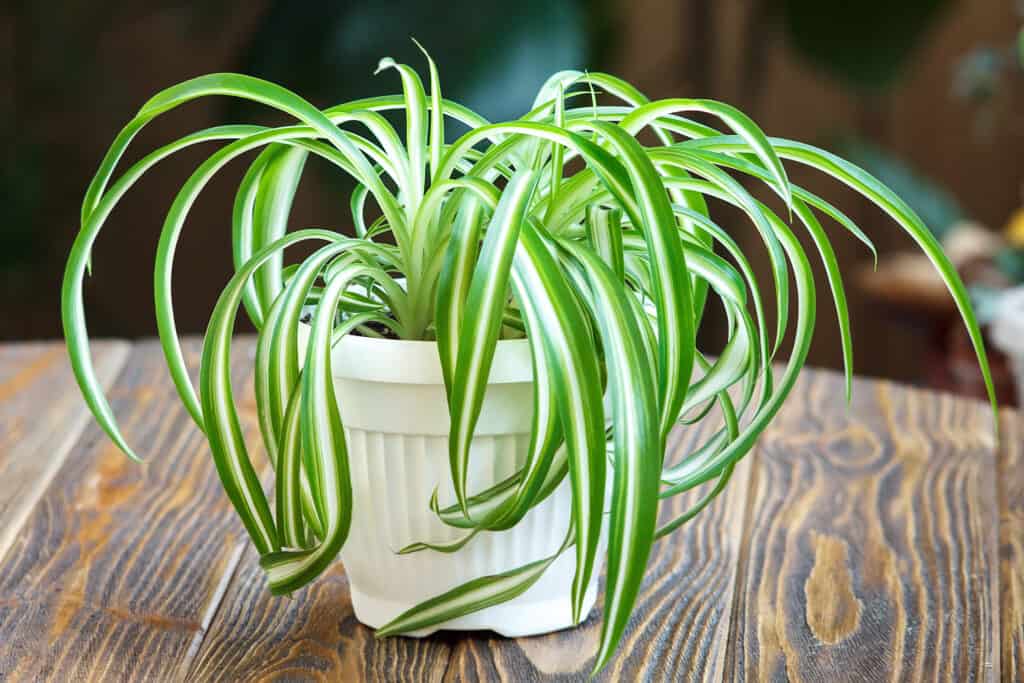 Chlorophytum comosum, pianta ragno con foglie lunghe simili a bade.  Le foglie sono verdi con una striscia chiara/biancastra che corre verticalmente attraverso il centro di ogni foglia.  La pianta è in una fioriera di plastica bianca che si trova su un tavolo di legno.