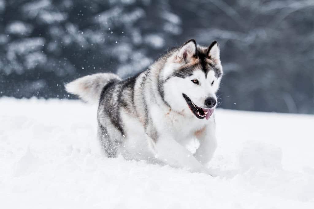 Un Alaskan Malamute che corre nella neve con la lingua fuori.