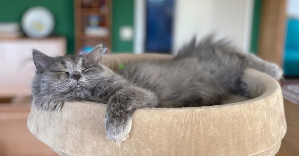 Persiano super rilassato nel letto