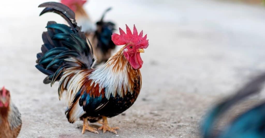 Animali più piccoli: pollo