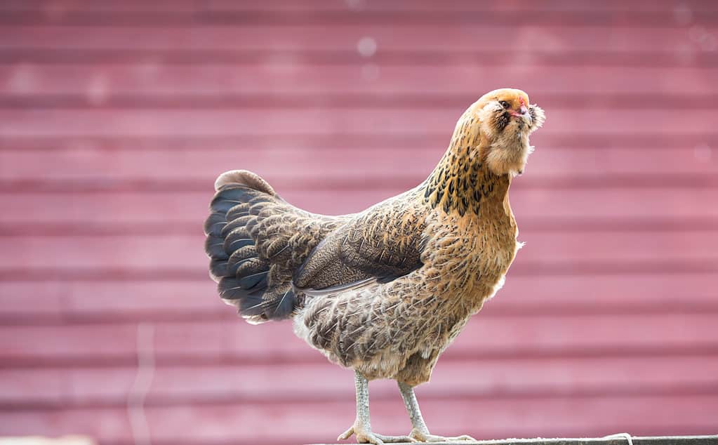 Pollo Ameraucana seduto nel recinto