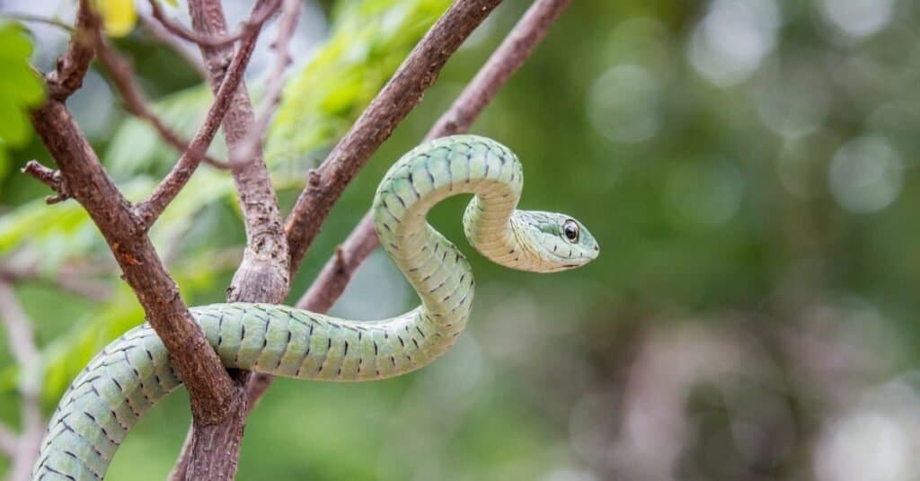 Bellissimi animali verdi - mamba verde