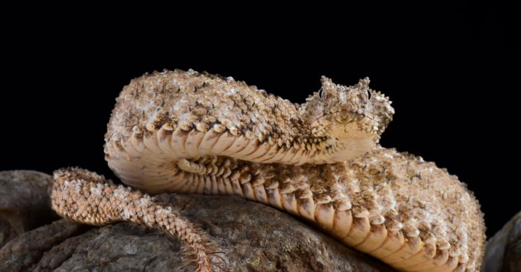 vipera cornuta dalla coda di ragno