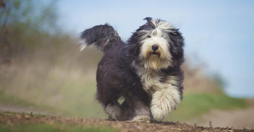 Tipi di cani heeler - Old English Sheepdog