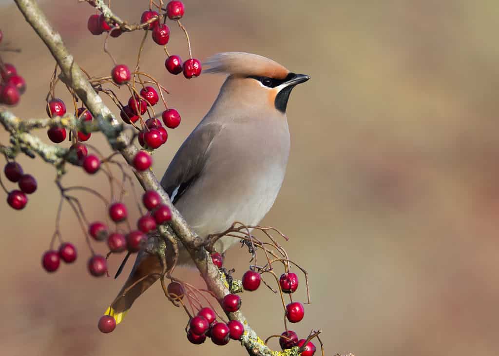 Waxwing boemo