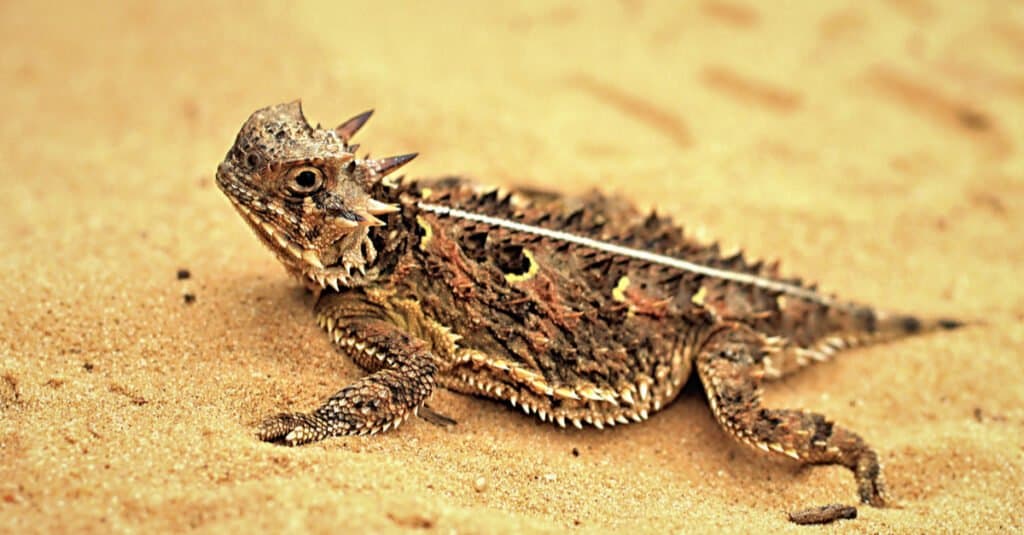 lucertola cornuta appuntita del Texas