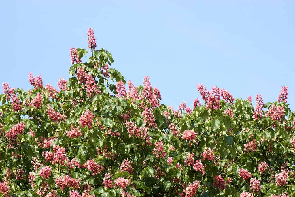 Albero dell'ippocastano rosso