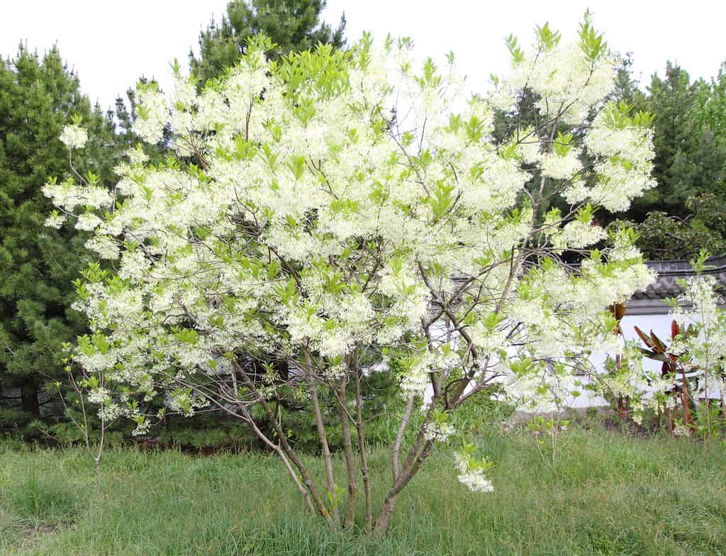 Albero frangiato bianco