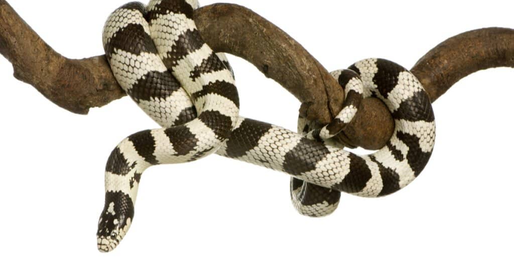 serpenti più carini del mondo
