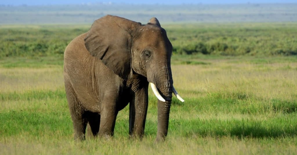 Animali più pesanti: elefanti