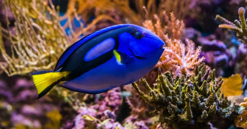 Animali blu - Tang blu reale