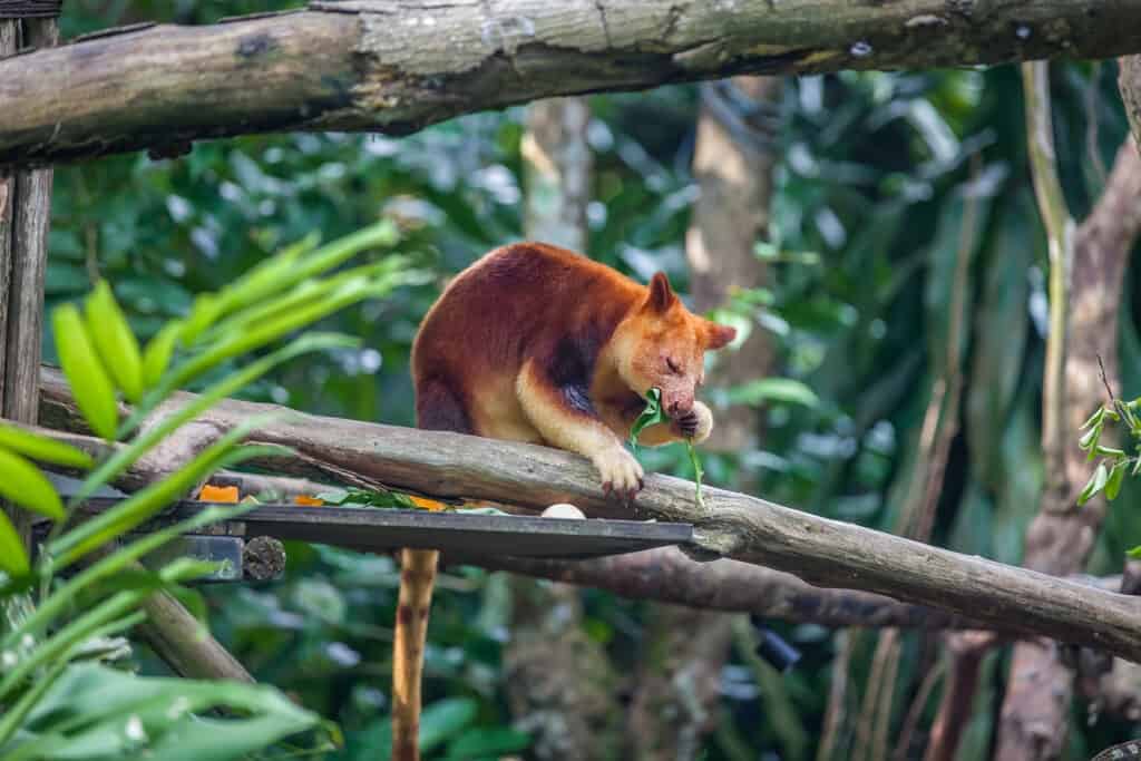 Canguro arboricolo seduto su un ramo di un albero