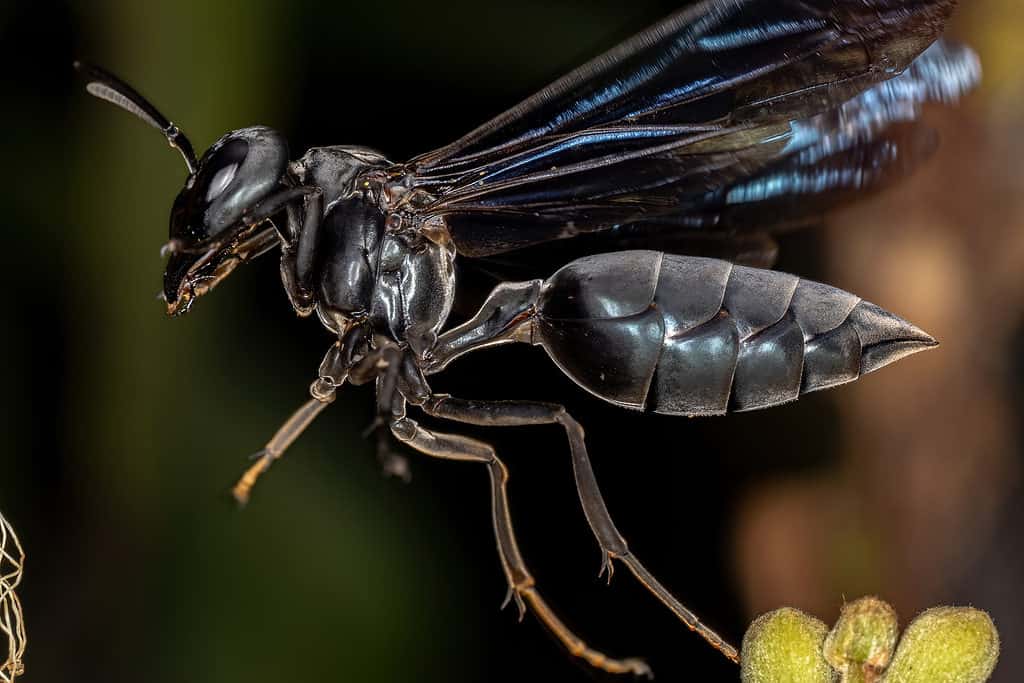 vespa guerriera