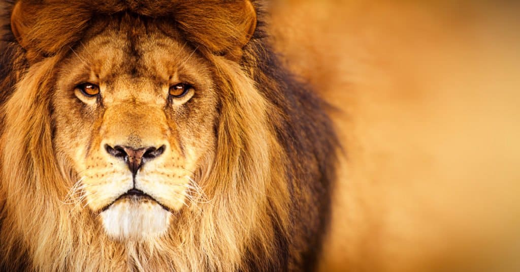 13 Lion Facts - Primo piano della testa di un leone maschio africano che guarda nell'obiettivo
