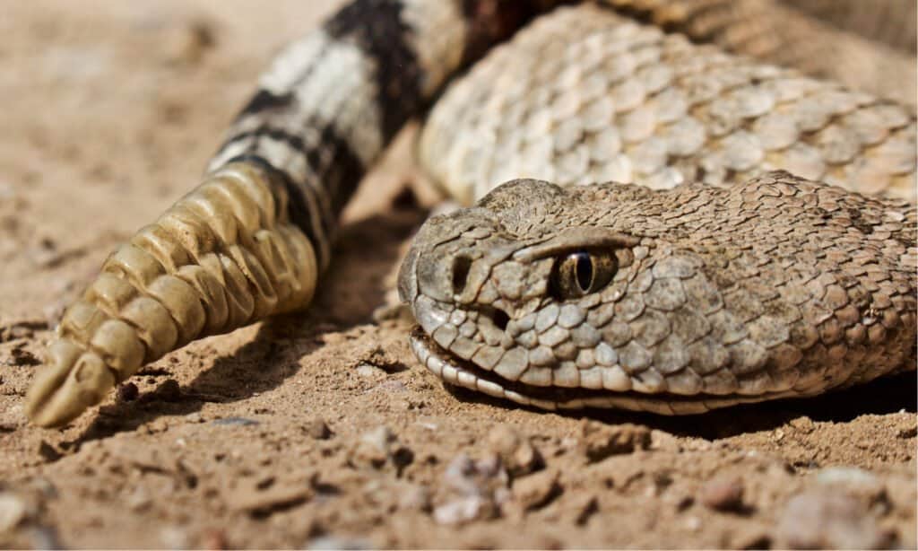 Serpente a sonagli che mostra sonaglio