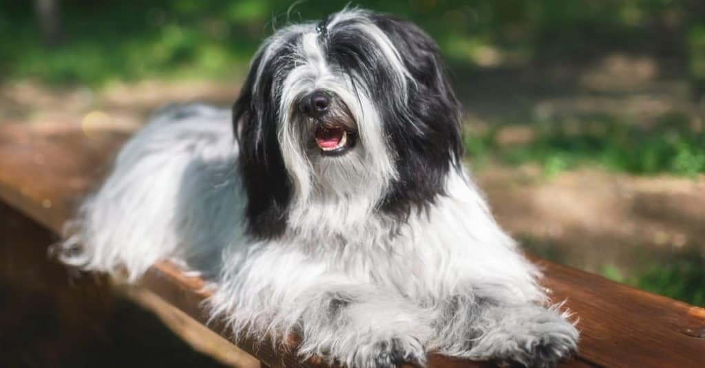 Bello cane terrier tibetano che riposa sulla panca di legno