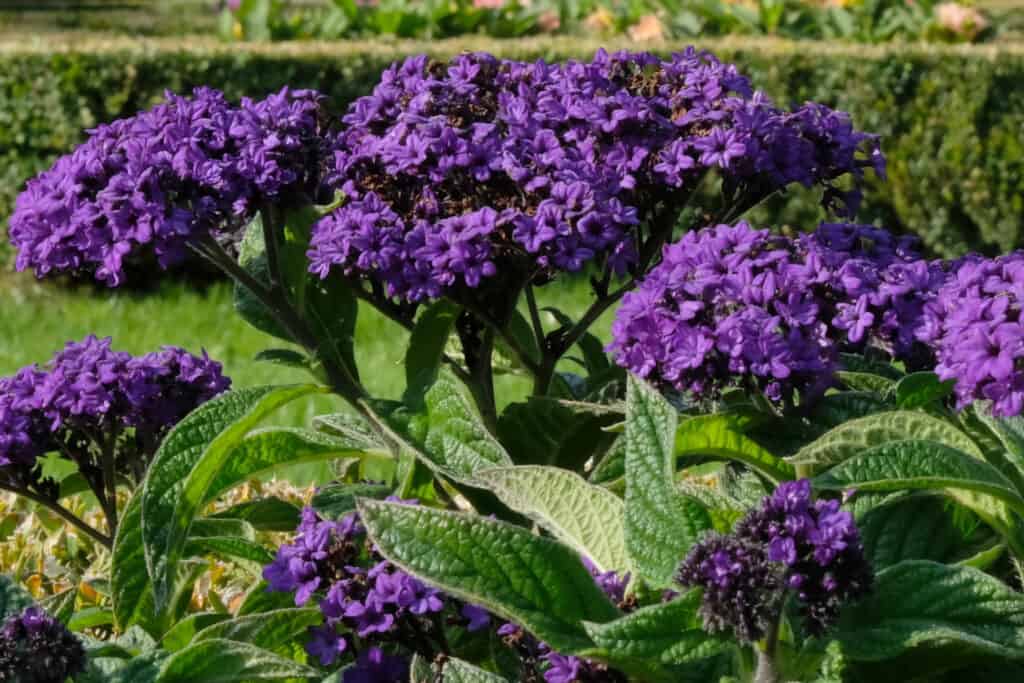 Fiori viola di Heliotropium arborescens (eliotropio)