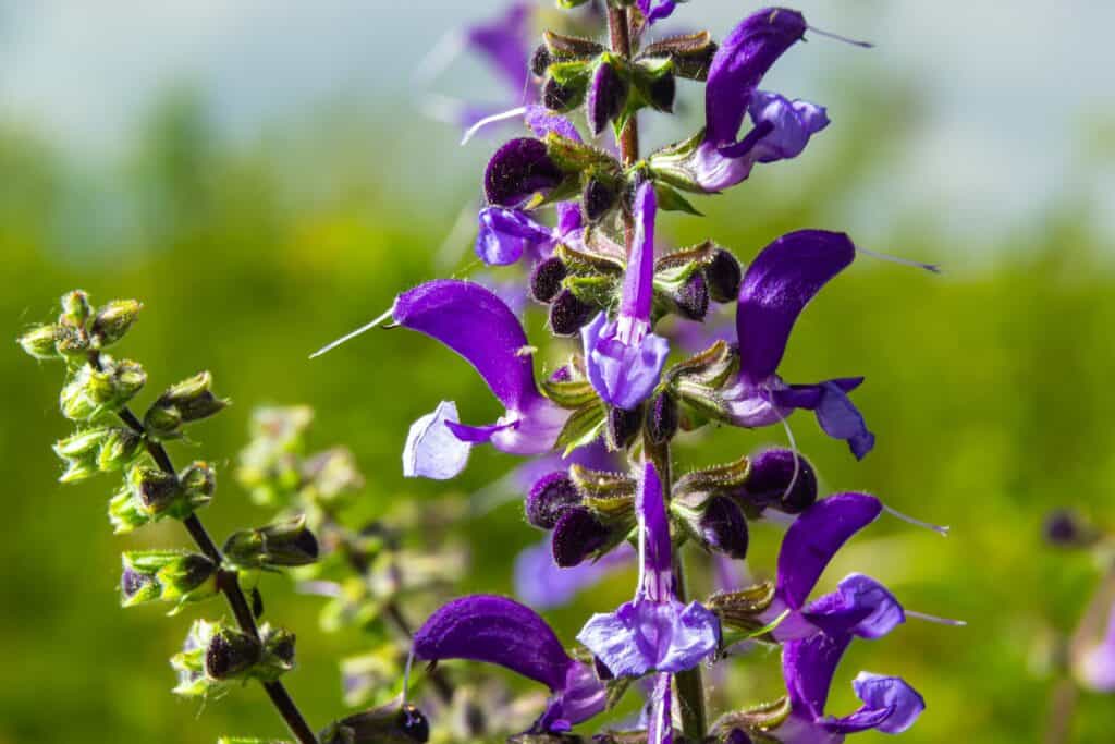 Primo piano di fiori di salvia