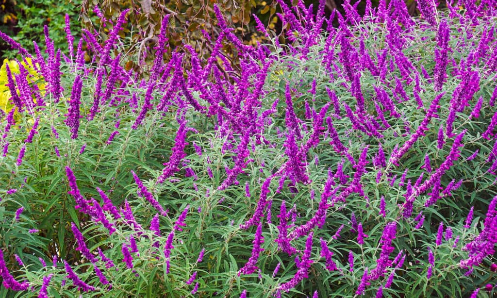 Salvia messicana (Salvia leucantha)