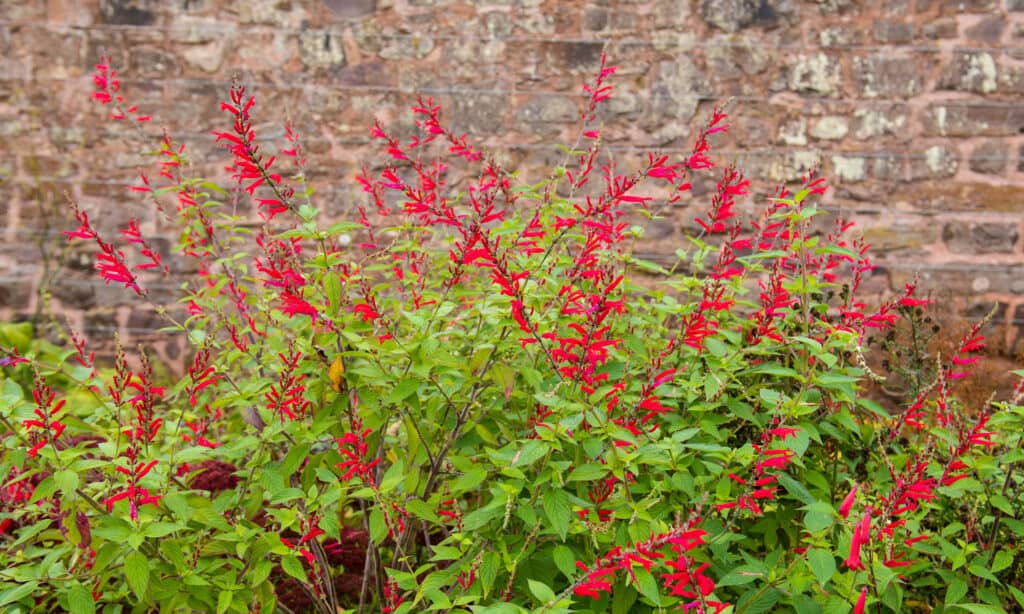 Salvia rossa messicana
