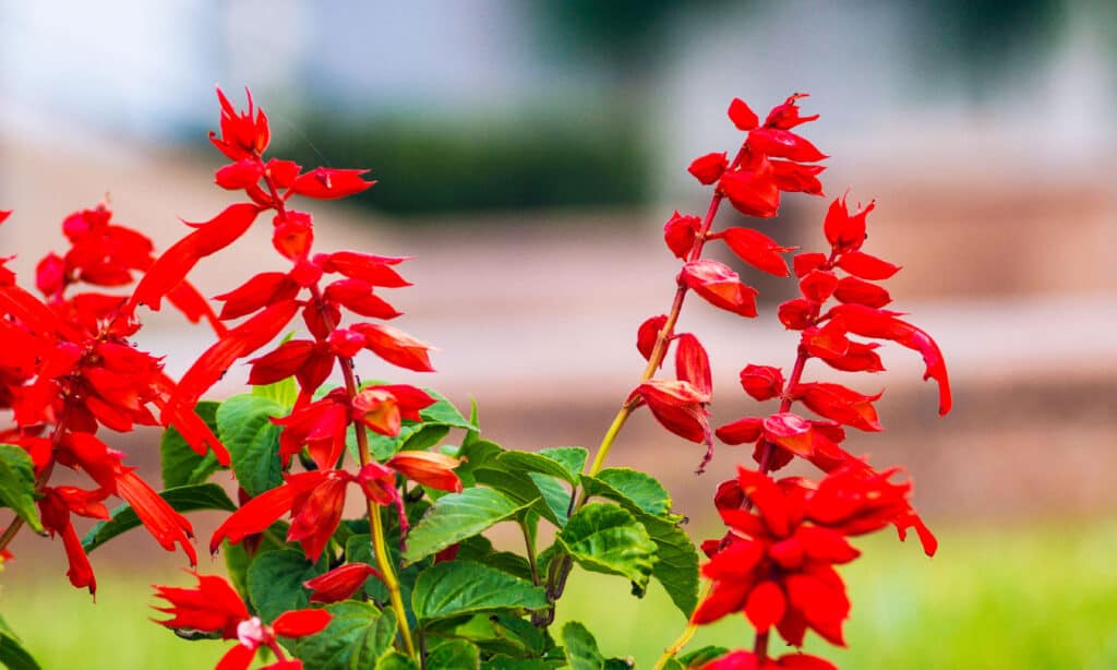 Salvia, Campo Agricolo, Bellezza, Biologia, Sangue