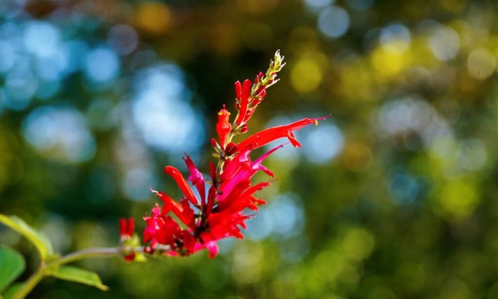 Salvia all'ananas