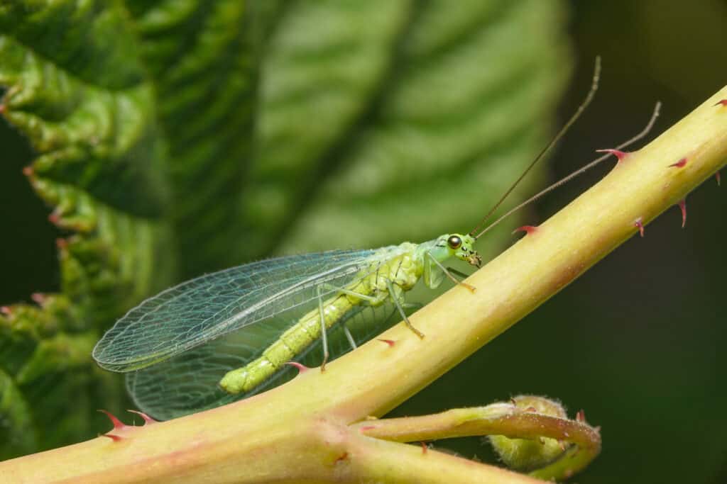 Merletto verde