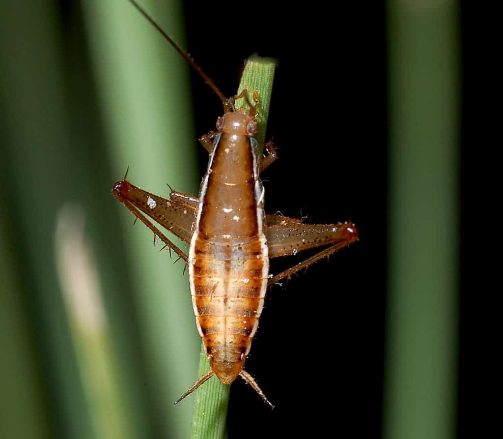 Saltoblattella montistabularis