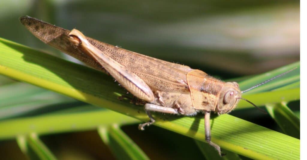 Le cavallette più grandi - cavalletta siepe