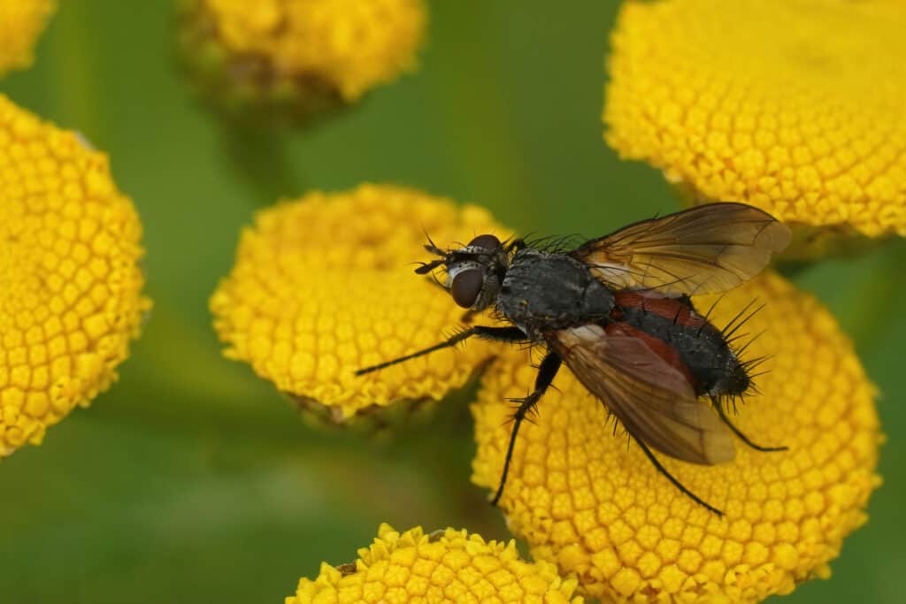 Mosca parassita, mosca tachinide