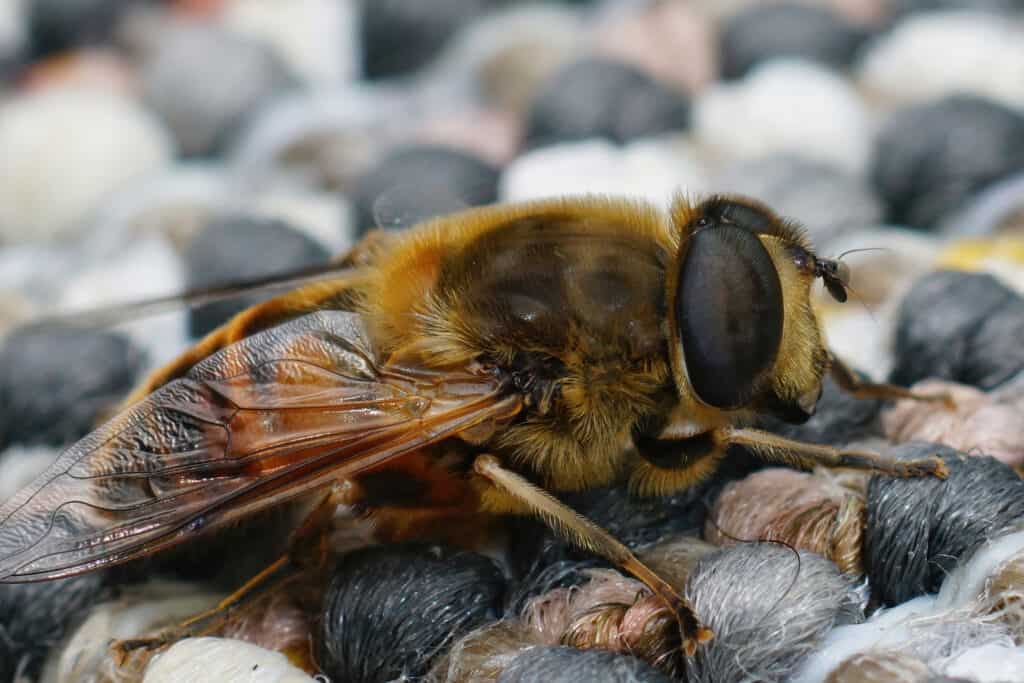 Comune drone fly, Eristalis tenax, seduto su una superficie di lana