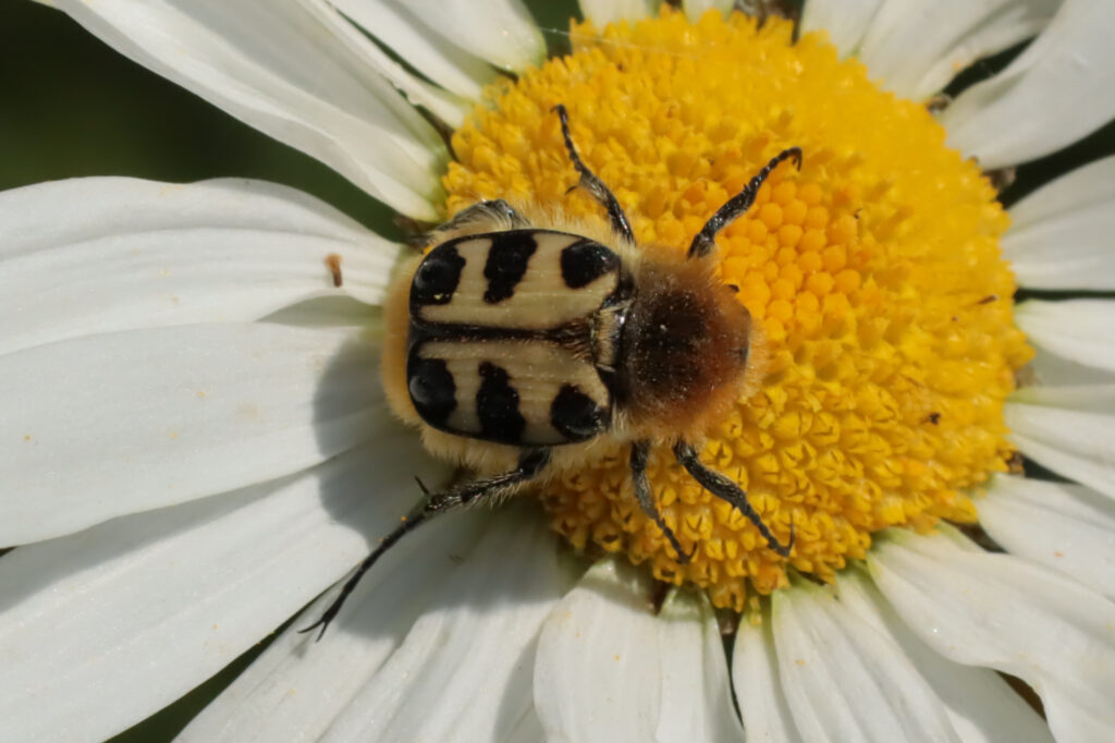 Scarabeo dell'ape