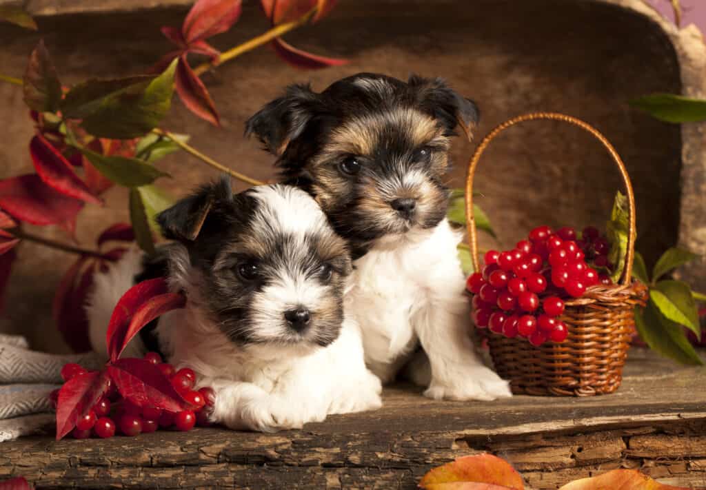 Biewer terrier cuccioli e mirtilli rossi