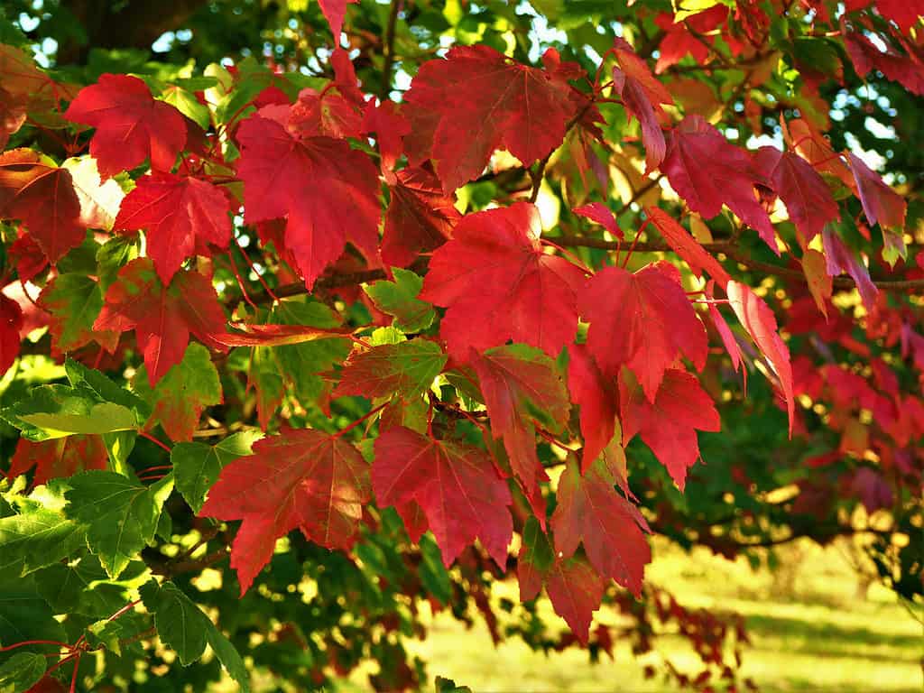 Gloria d'ottobre