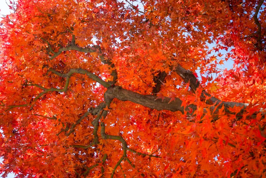 Autunno Blaze acero in autunno