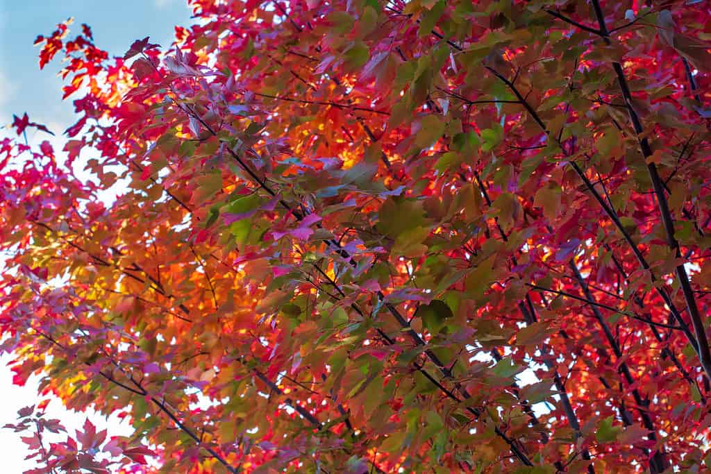 Gloria d'ottobre