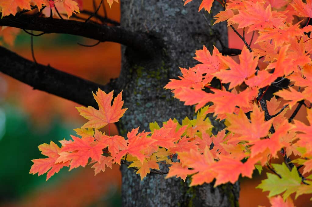 Foglie dell'albero di acero della fiammata autunnale.