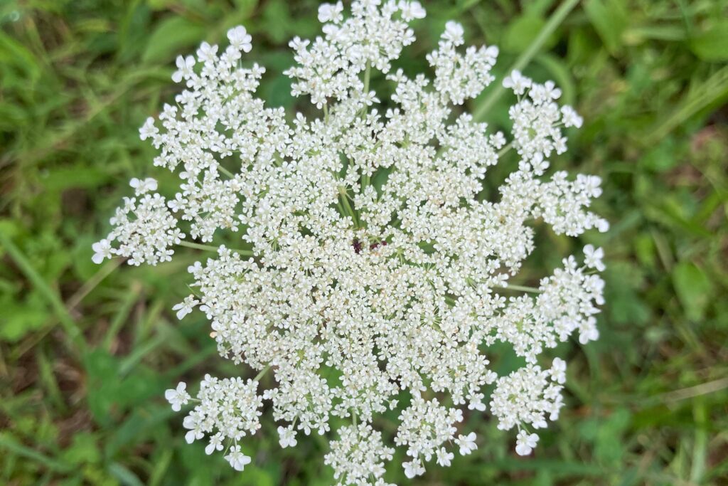 Il berretto a fiori in pizzo della regina Anna
