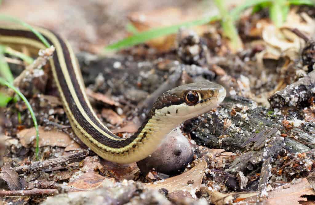 Un serpente a nastro orientale che striscia tra le rocce.  Il serpente è piccolo, snello, con un ventre color crema chiaro e una parte superiore scura con tre strisce color crema che corrono lungo il corpo dal grigio scuro al nero. 