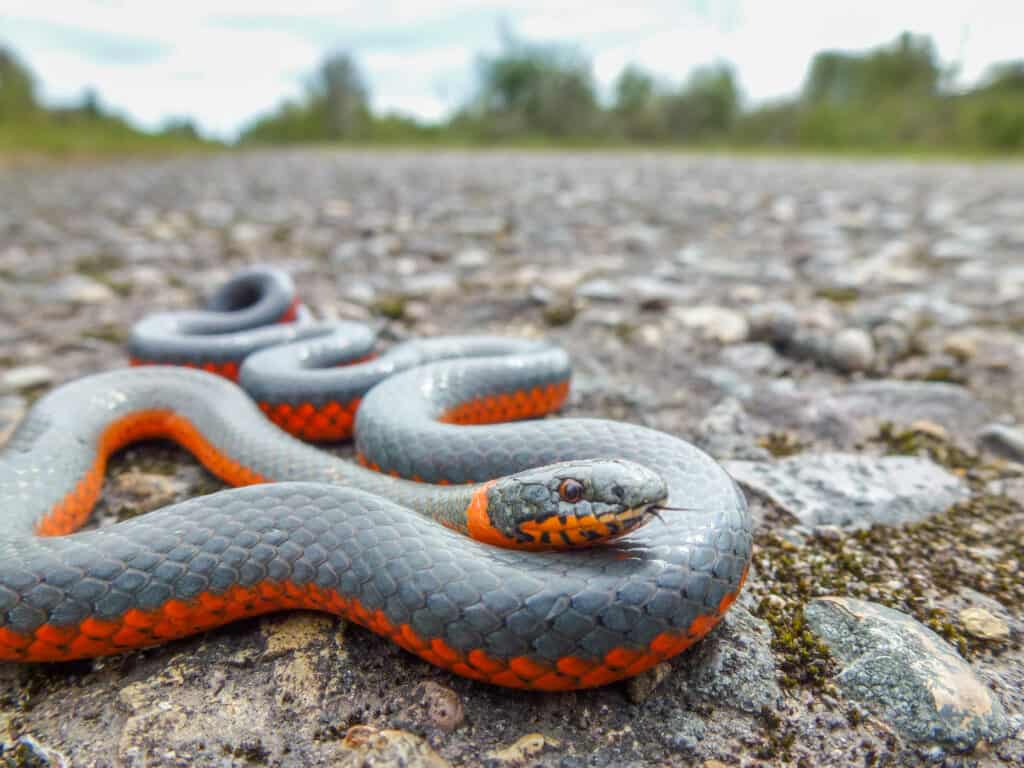 Un serpente dal collo ad anello che scivola sulla ghiaia compatta di granito grigio.  Il corpo del serpente è lungo, forma tre S all'indietro con la testa appoggiata su una parte della parte superiore del corpo, più vicina alla testa che alla coda.  Il serpente è grigio sopra, con un ventre arancione brillante e uno stretto anello arancione abbinato intorno al collo.  C'è una vegetazione indistinta sullo sfondo lontano.  La ghiaia compattata costituisce la maggior parte del telaio.