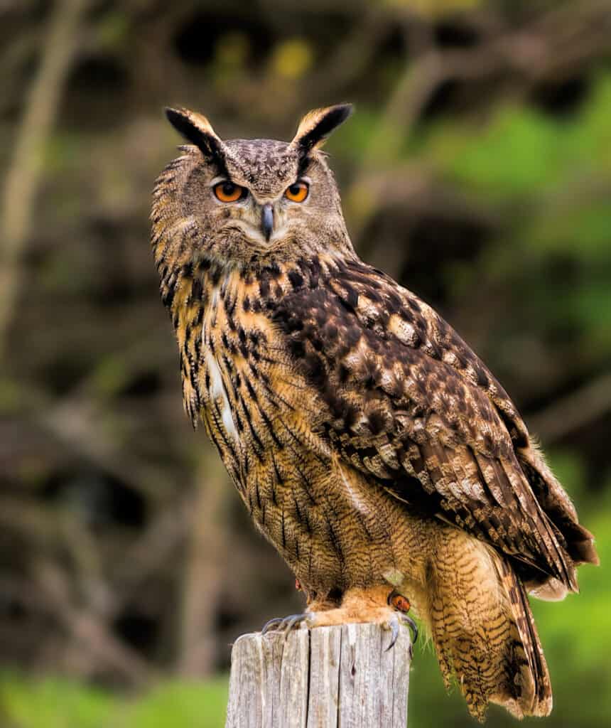 un gufo reale euroasiatico, cornice centrale, appollaiato su un palo cilindrico di legno.  Il gufo è di colore marrone medio-scuro, punteggiato di segni più chiari e più scuri.  Il corpo dell'uccello è rivolto a sinistra;  la sua faccia guarda dritto davanti a sé.  Ha orecchie a ciuffo distinte che sono nere.  Sfondo naturale fuori fuoco di verde e marrone scuro.
