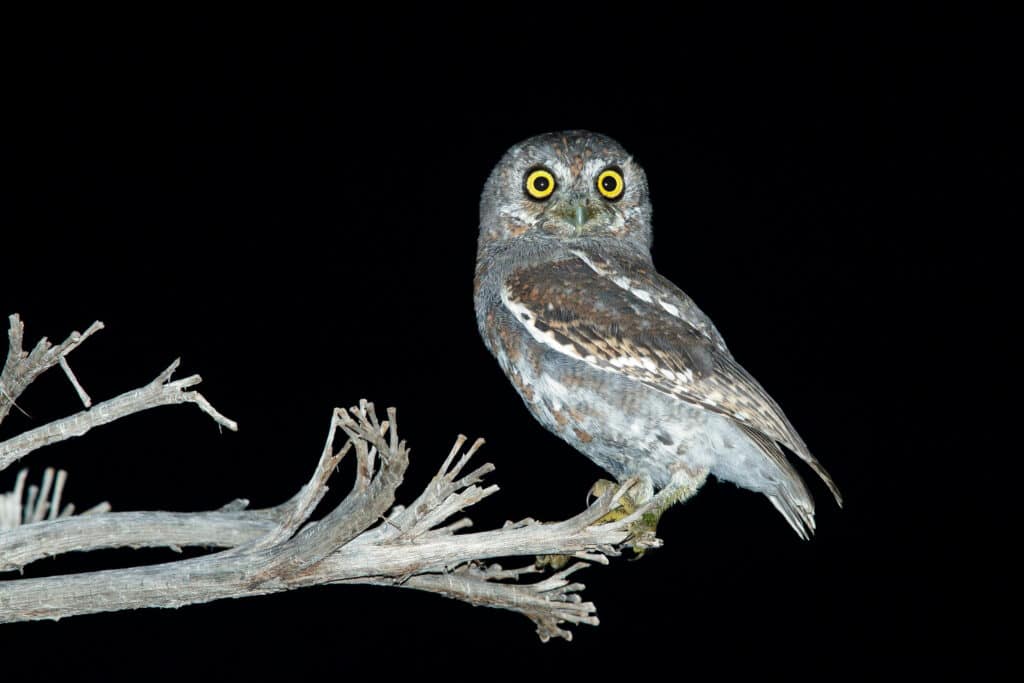 L'immagine è una fotografia scattata di notte con un flash.  Il gufo elfo è appollaiato all'estremità di un lim nudo, a destra dell'inquadratura centrale.  L'uccello è posizionato rivolto a sinistra, anche se la sua testa è rivolta verso la telecamera.  è grigio e marrone, con un'ala sinistra più scura, che è l'unica ala visibile nell'inquadratura.  Gli occhi del gufo sono grandi e rotondi con iridi gialle e pupille nere.  Sfondo nero. 